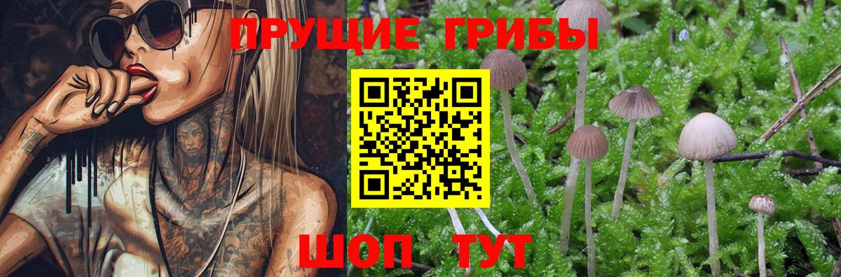 Киржач  Галлюциногенные грибы Cubensis  Вход с VPN 